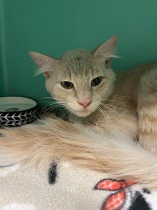 Enlarge Sandy, a ADOPTABLE Domestic Short Hair in Bellingham, WA image 5/6
