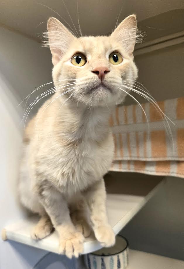 Enlarge Sandy, a ADOPTABLE Domestic Short Hair in Bellingham, WA image 2/6