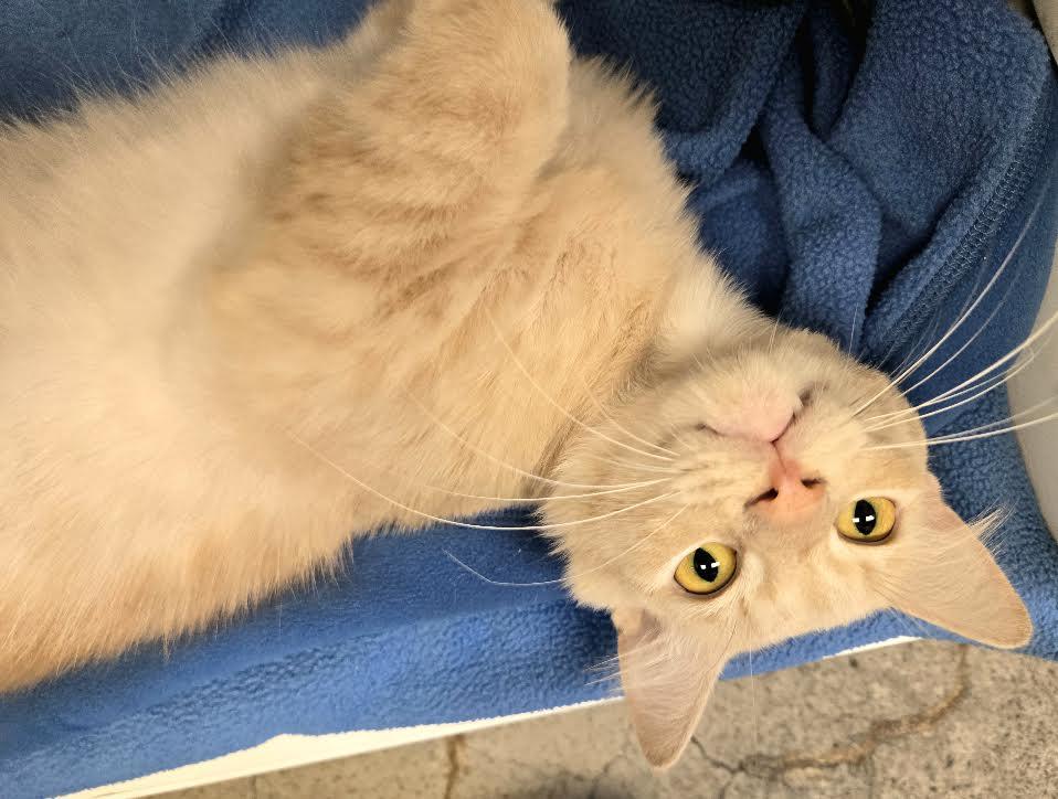 Enlarge Sandy, a ADOPTABLE Domestic Short Hair in Bellingham, WA image 3/6