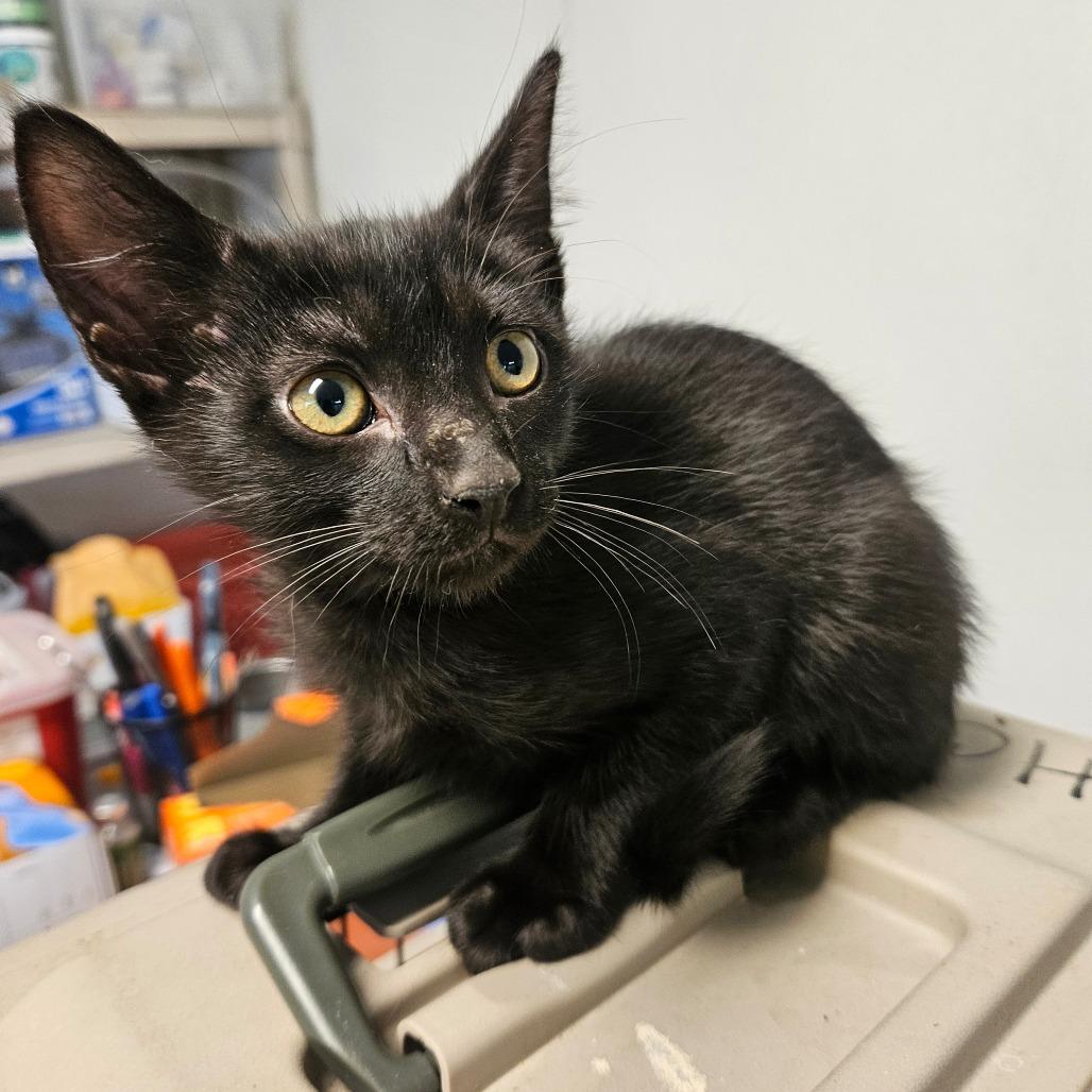 Barney, Adoptable, Kitten Male Domestic Short Hair.