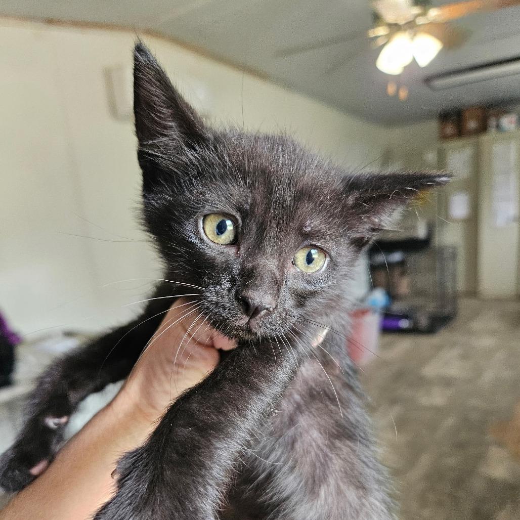 Enlarge Barney, a Adoptable Domestic Short Hair in Hattiesburg, MS image 2/2