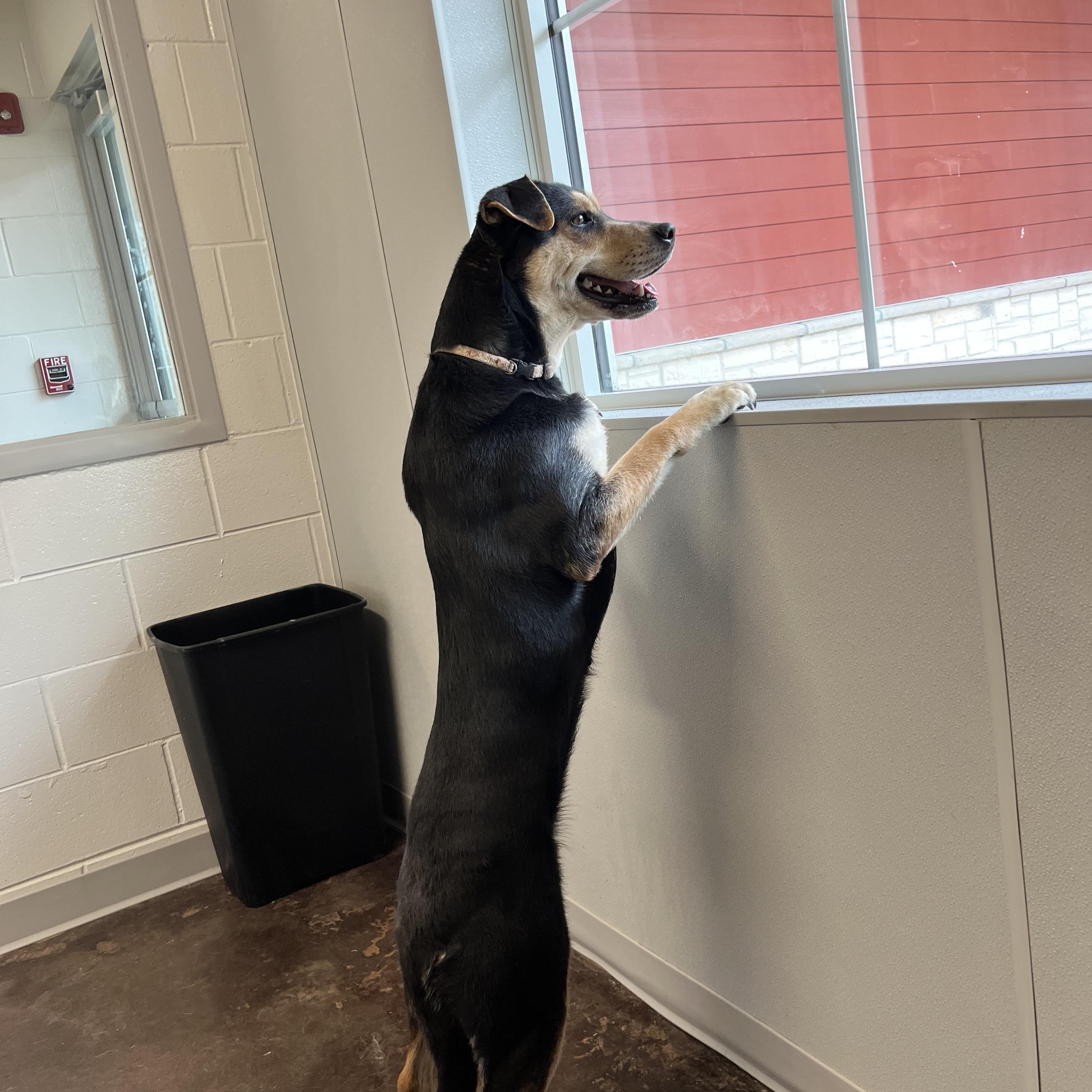 Enlarge Sage, a ADOPTABLE mixed breed in Horn Lake, MS image 5/6