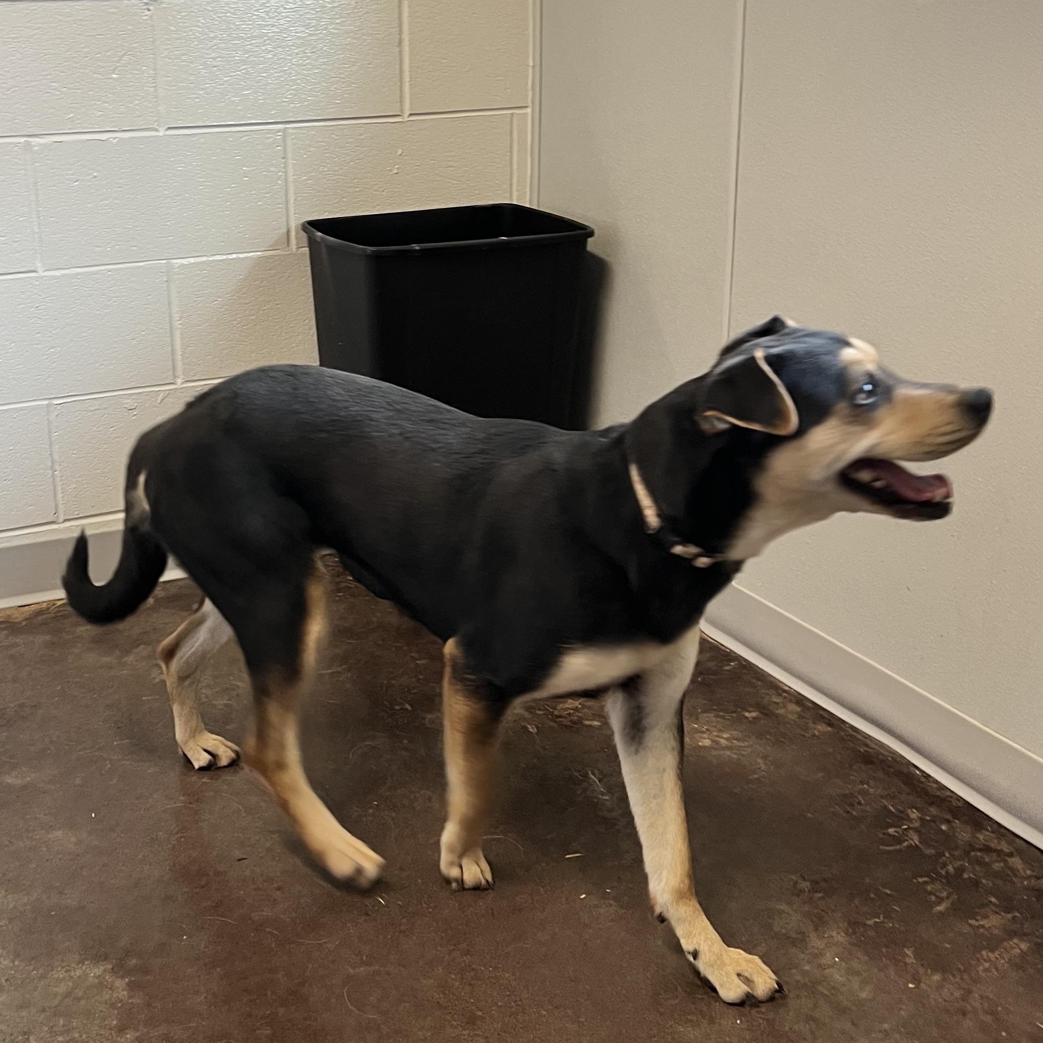 Enlarge Sage, a ADOPTABLE mixed breed in Horn Lake, MS image 4/6