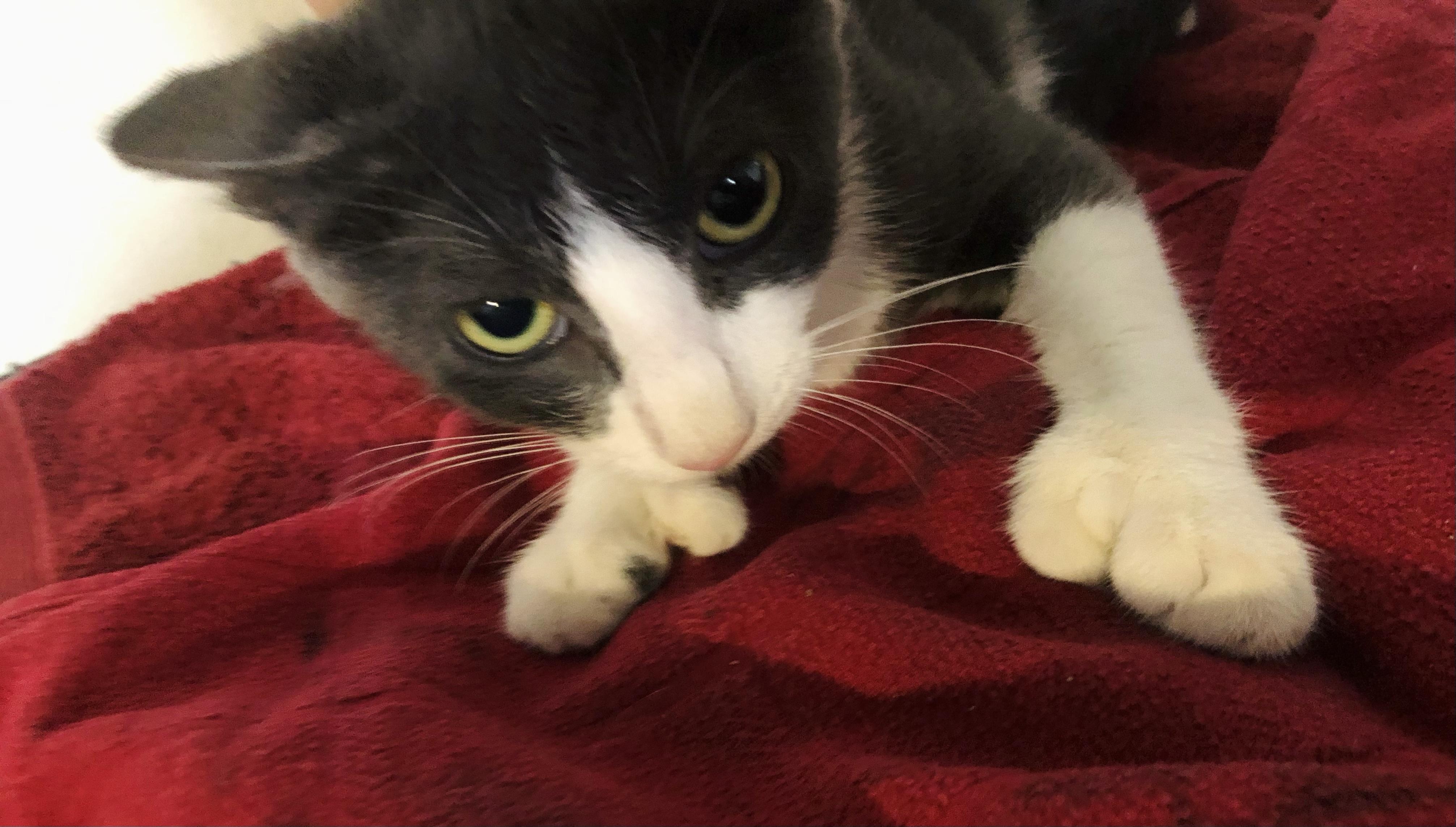 Gracie (EXTRA TOES) polydactyl kitten!, Adoptable, Young Female Extra-Toes Cat / Hemingway Polydactyl.