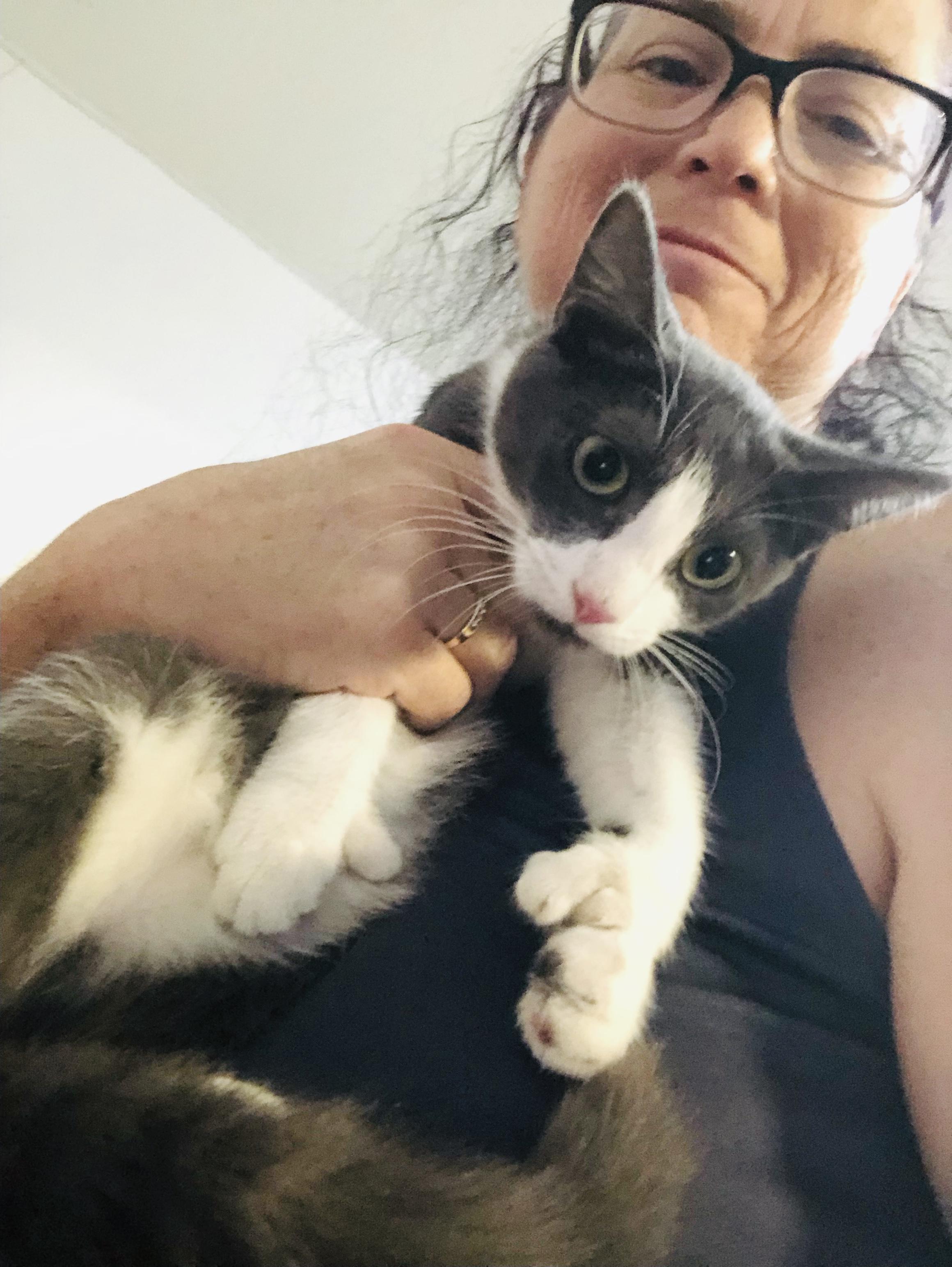 Enlarge Gracie (EXTRA TOES) polydactyl kitten!, a Adoptable Extra-Toes Cat / Hemingway Polydactyl in Daytona Beach, FL image 2/3