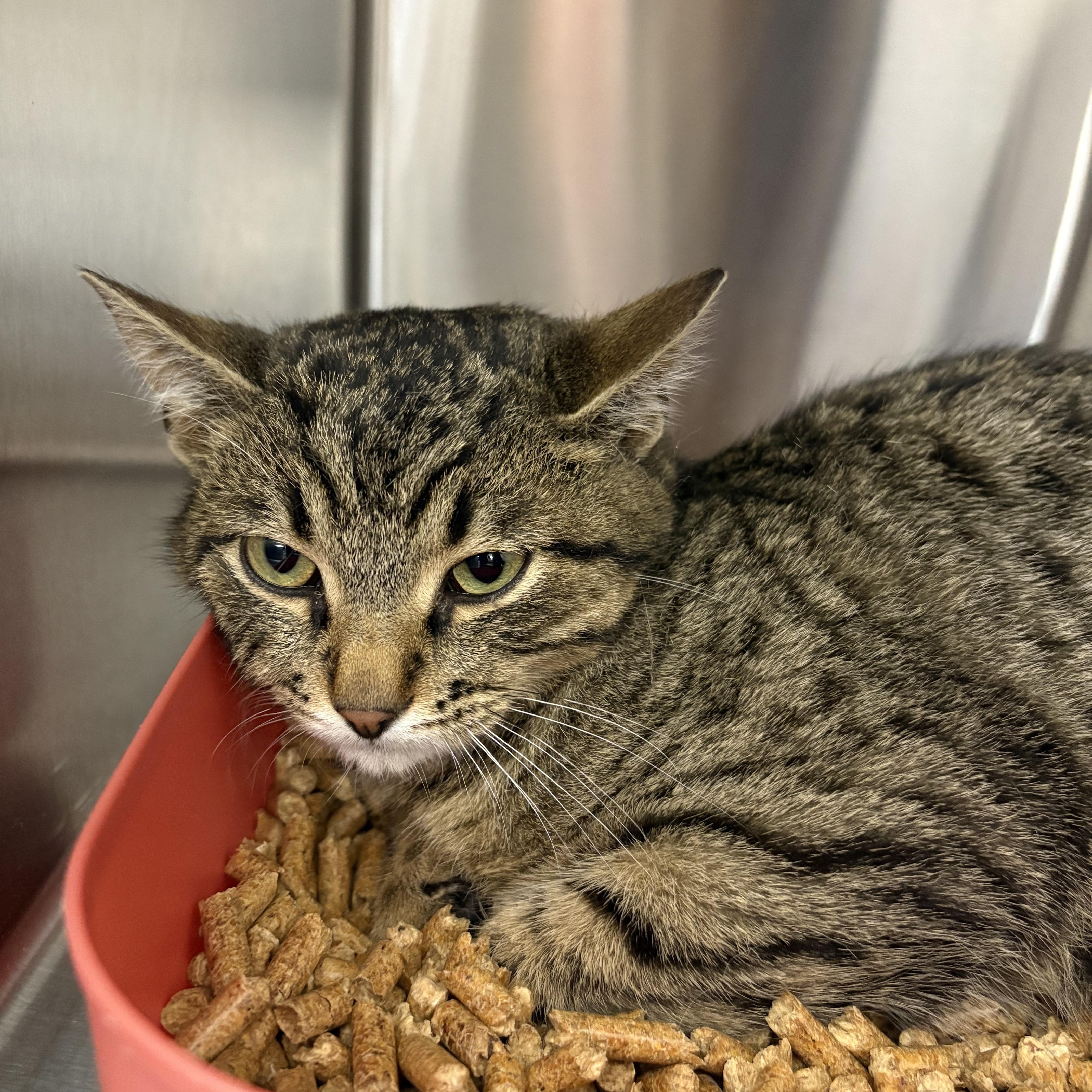 Enlarge Presto, a ADOPTABLE Domestic Short Hair in Blue Springs, MO image 1/1