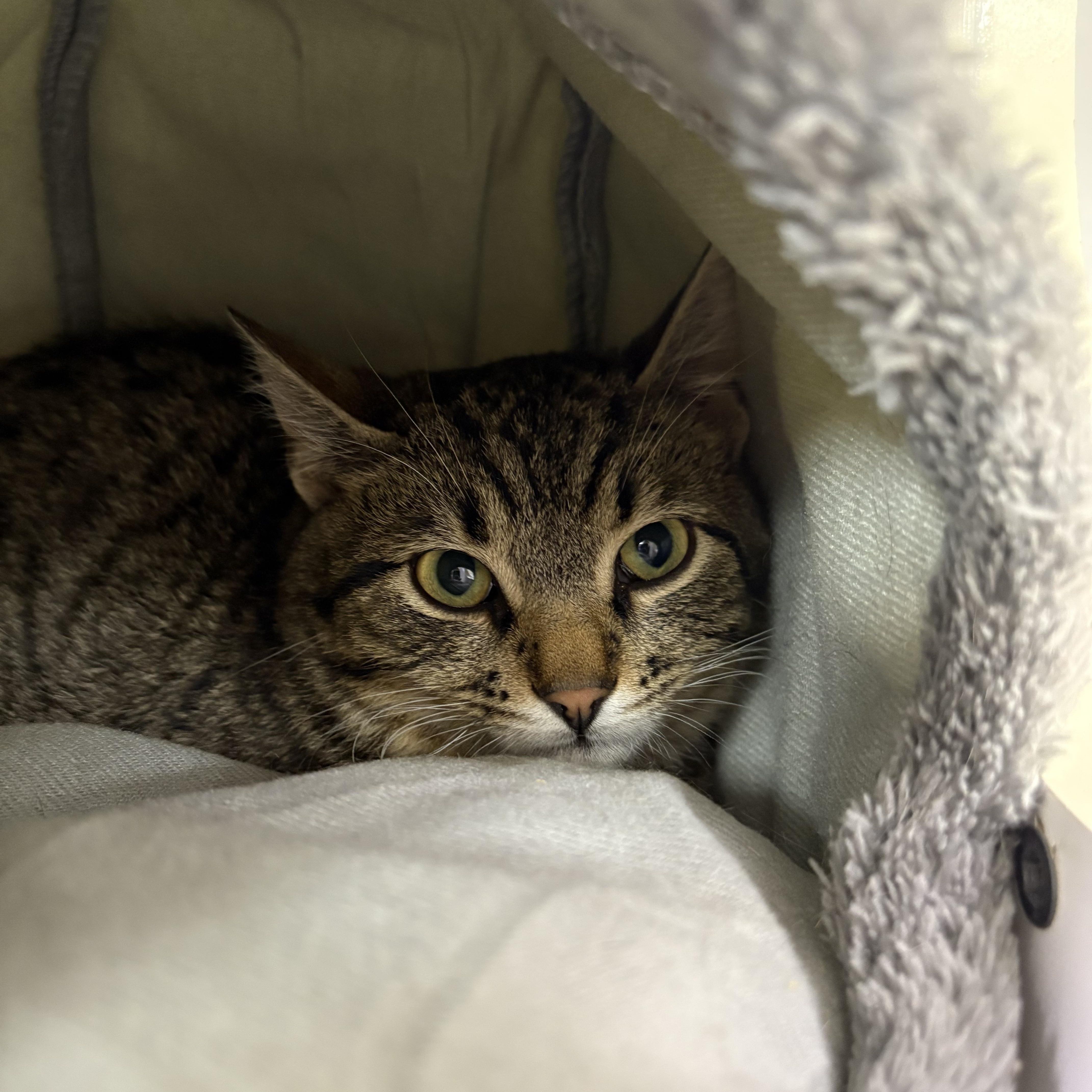 Enlarge Presto, a ADOPTABLE Domestic Short Hair in Blue Springs, MO image 1/2