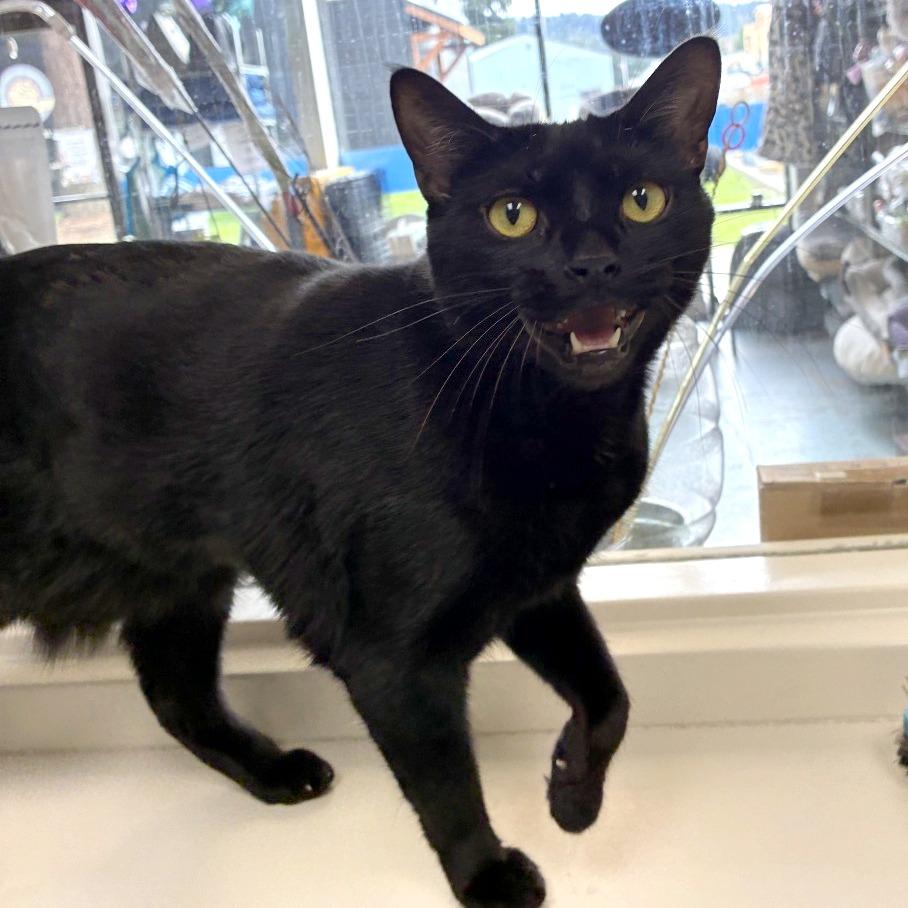 Juniper, Adoptable, Adult Female Domestic Short Hair.