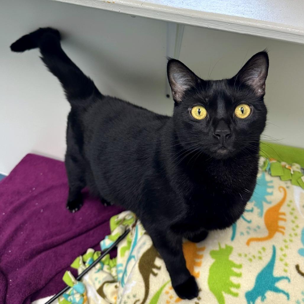 Enlarge Juniper, a Adoptable mixed breed in Woodinville, WA image 2/6