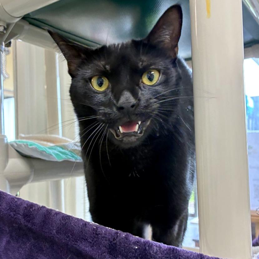 Enlarge Juniper, a Adoptable mixed breed in Woodinville, WA image 3/6