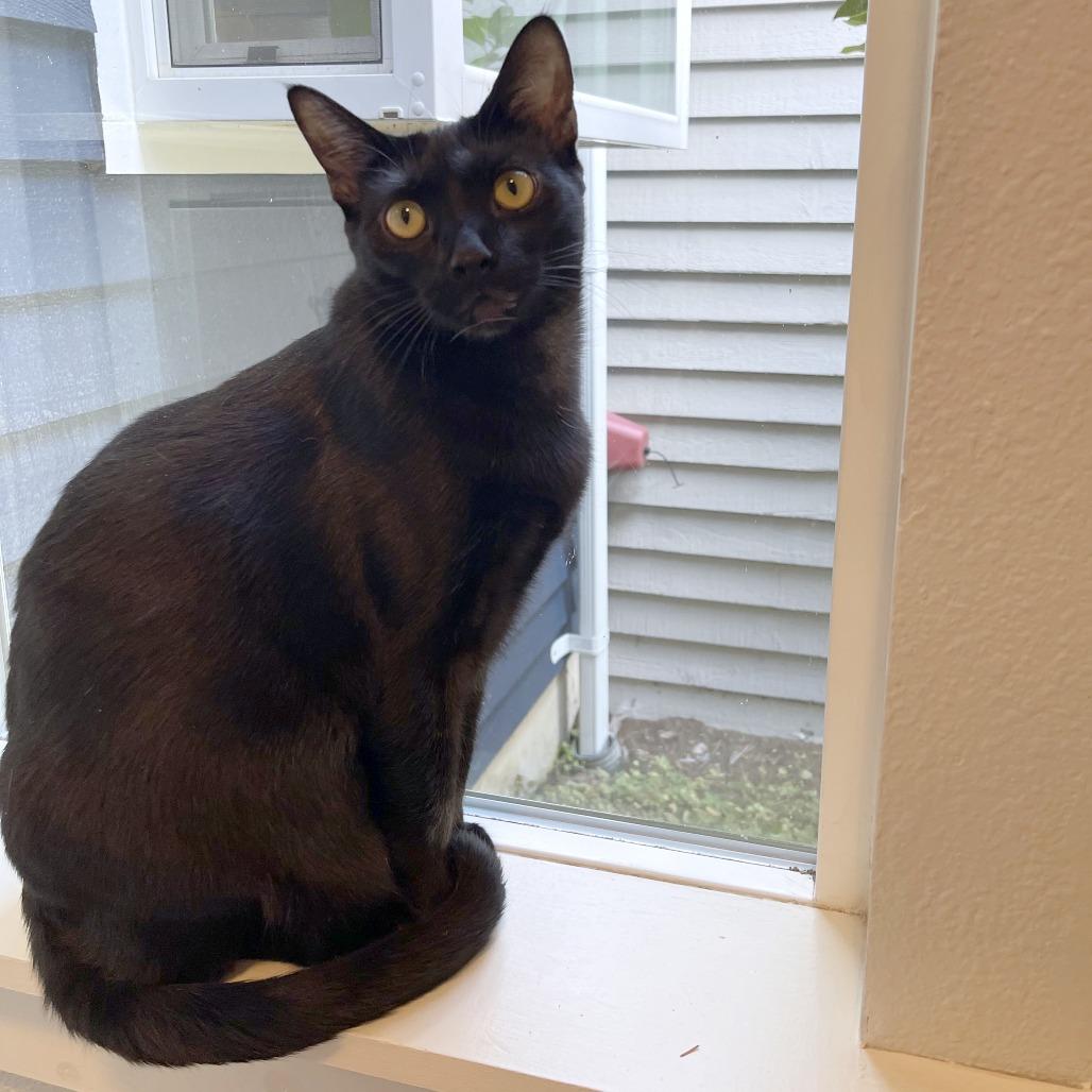 Enlarge Juniper, a Adoptable mixed breed in Woodinville, WA image 4/6