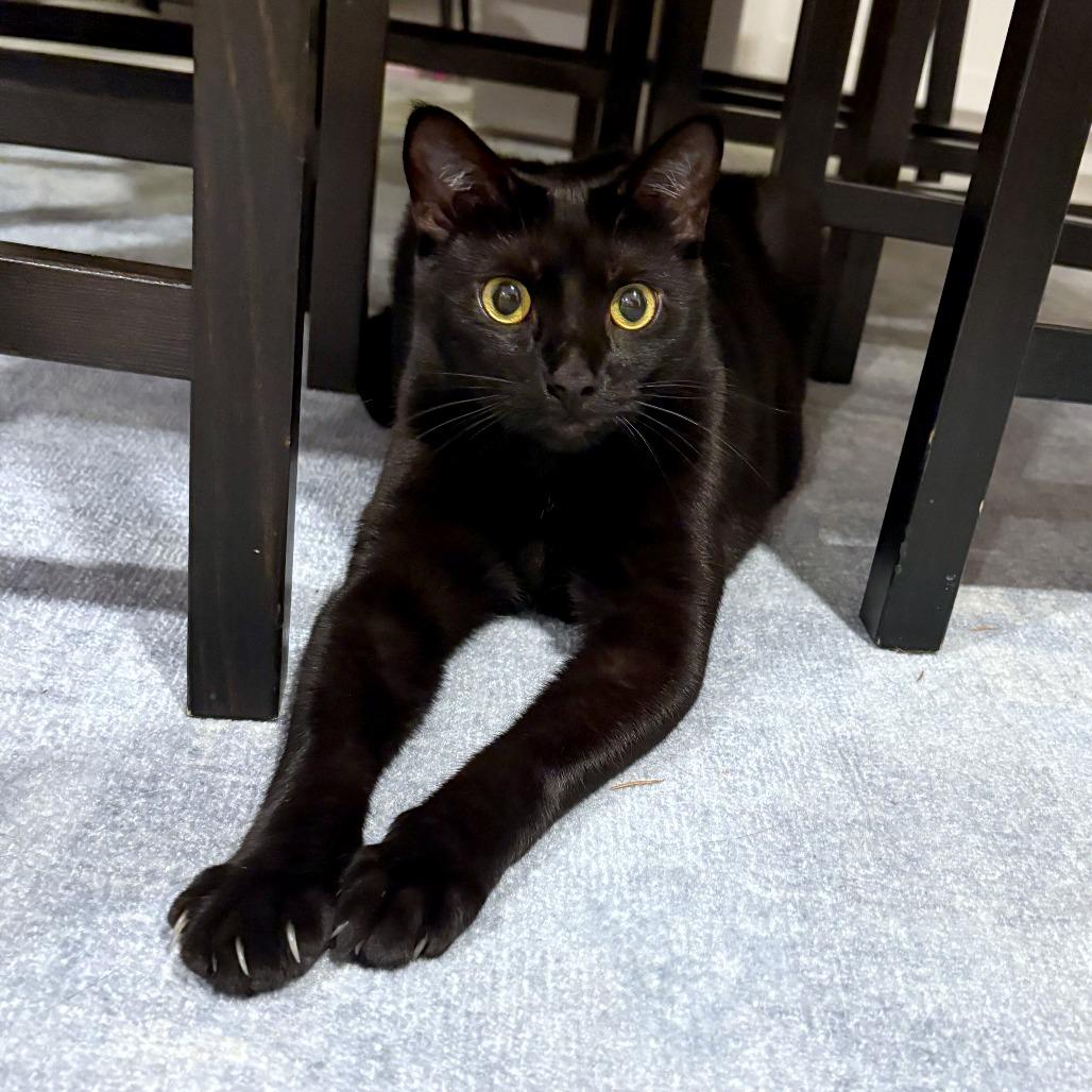 Enlarge Juniper, a Adoptable mixed breed in Woodinville, WA image 5/6