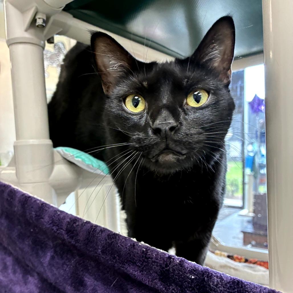 Enlarge Juniper, a Adoptable mixed breed in Woodinville, WA image 6/6