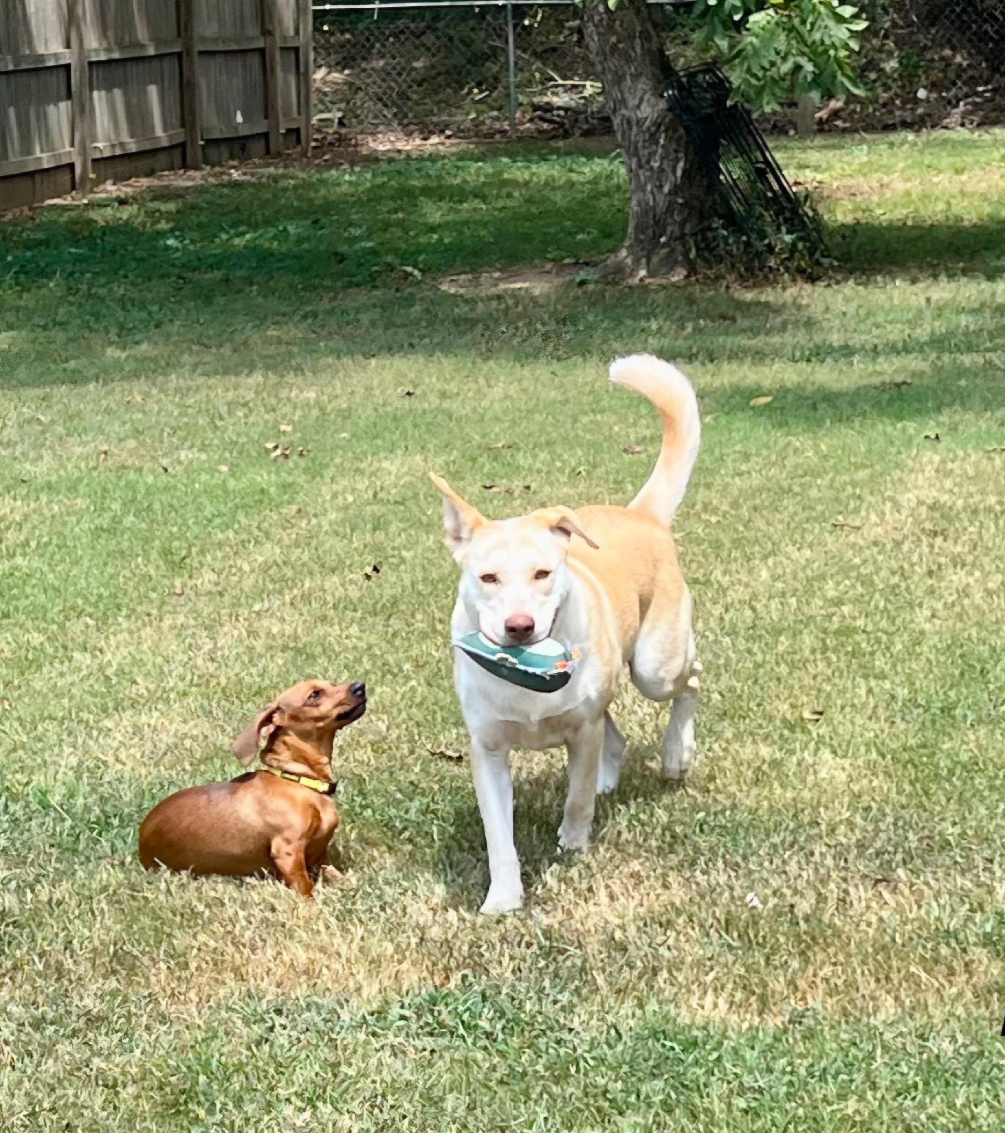 BOONE, Adoptable, Young Male Husky & Yellow Labrador Retriever.