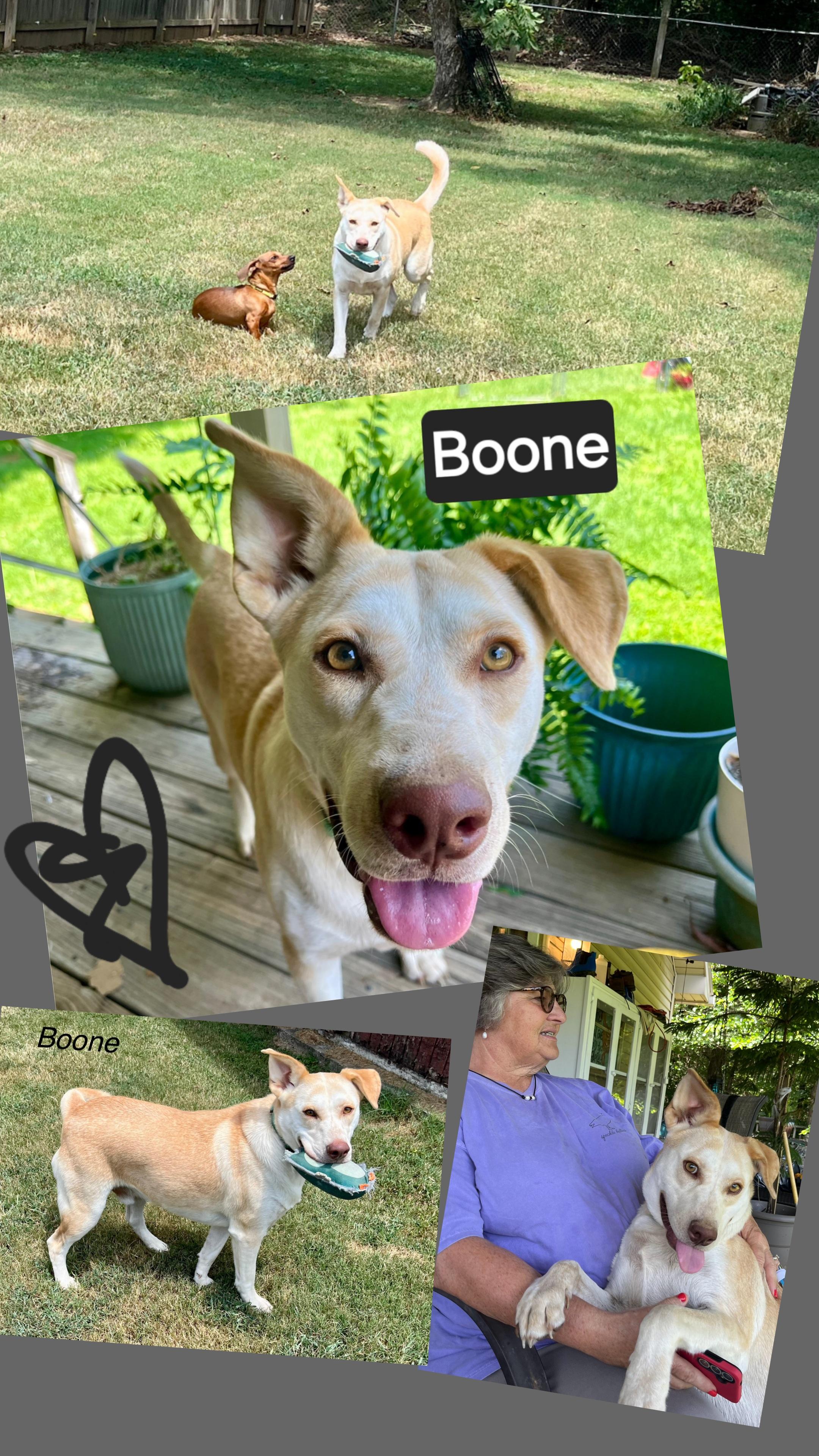BOONE, an adopted mixed breed image 2/5