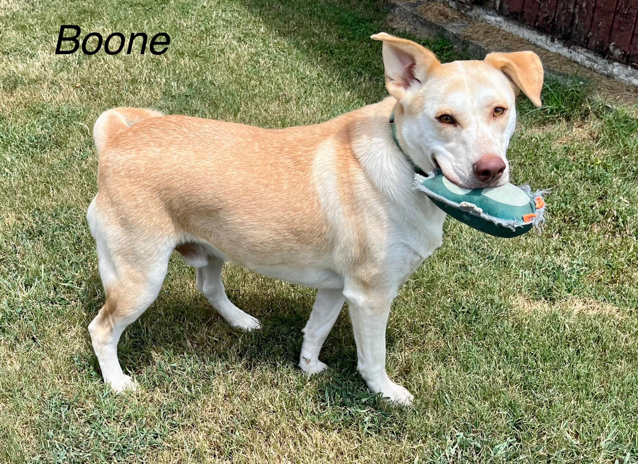 BOONE, an adopted mixed breed image 3/5