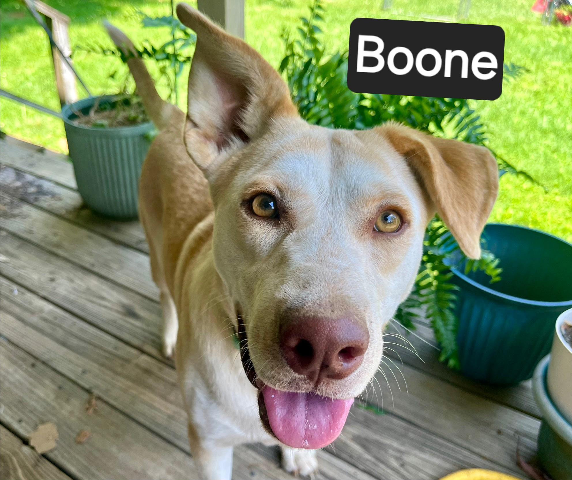 BOONE, an adopted mixed breed image 4/5