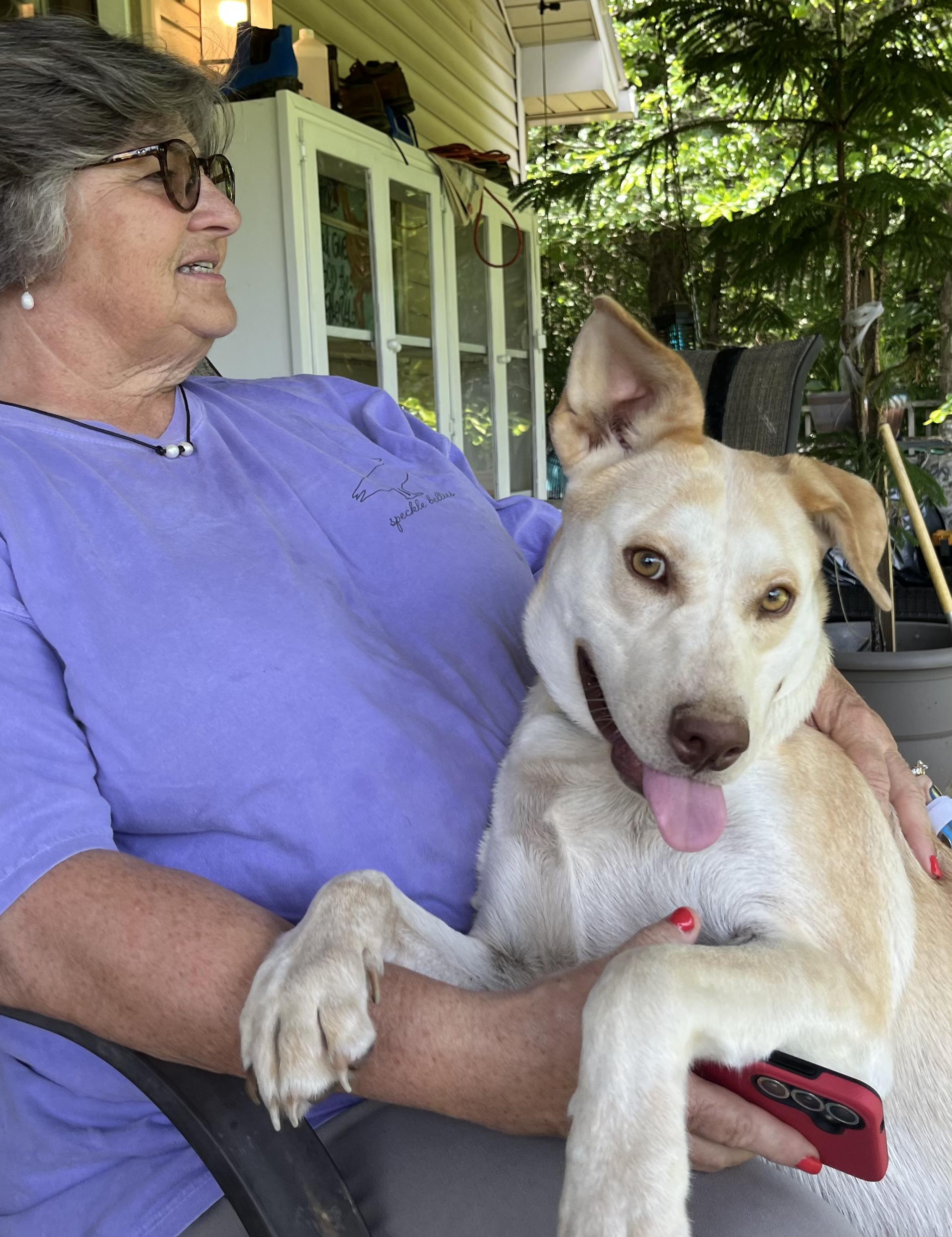 BOONE, an adopted mixed breed image 5/5