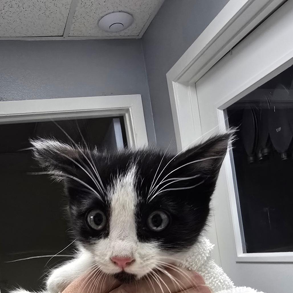 Vivannie, Adoptable, Kitten Female Domestic Short Hair.