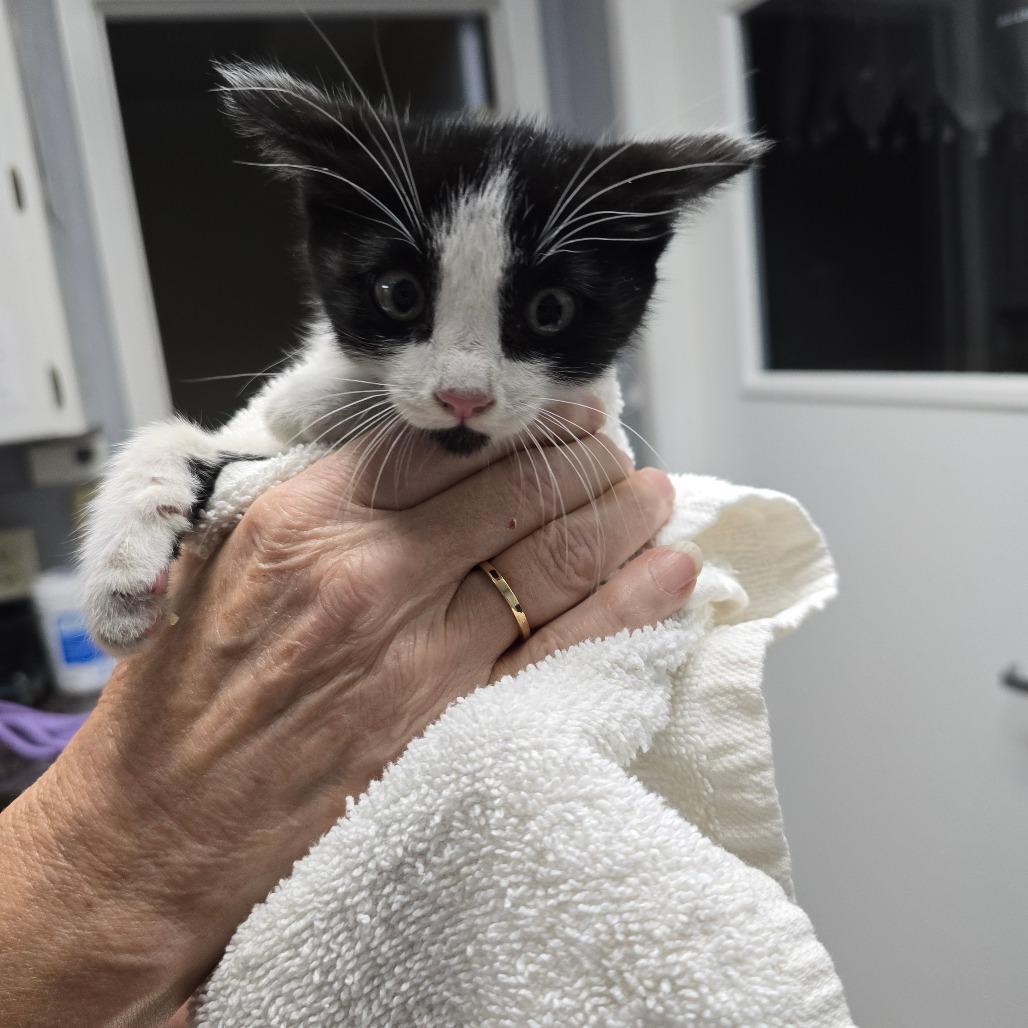 Enlarge Vivannie, a Adoptable Domestic Short Hair in Fort Bragg, CA image 2/3