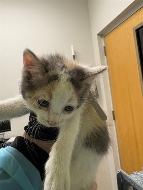 CITRINE, Adoptable, Kitten Female Domestic Short Hair.