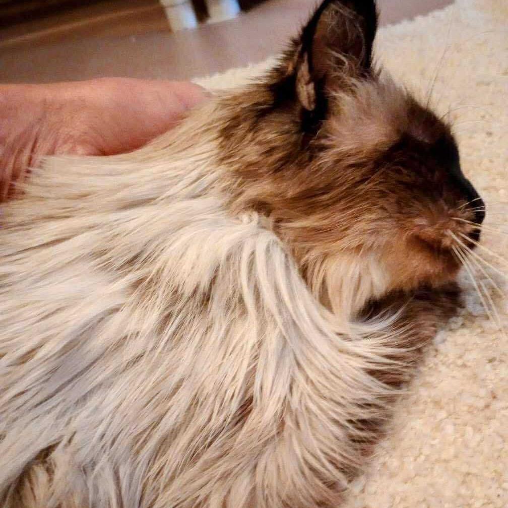 Miss Kitty, Adoptable, Senior Female Siamese.