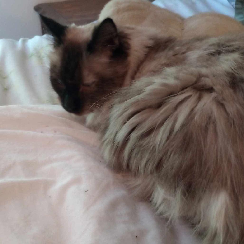 Miss Kitty, a Adoptable Siamese in Nampa, ID image 3/4