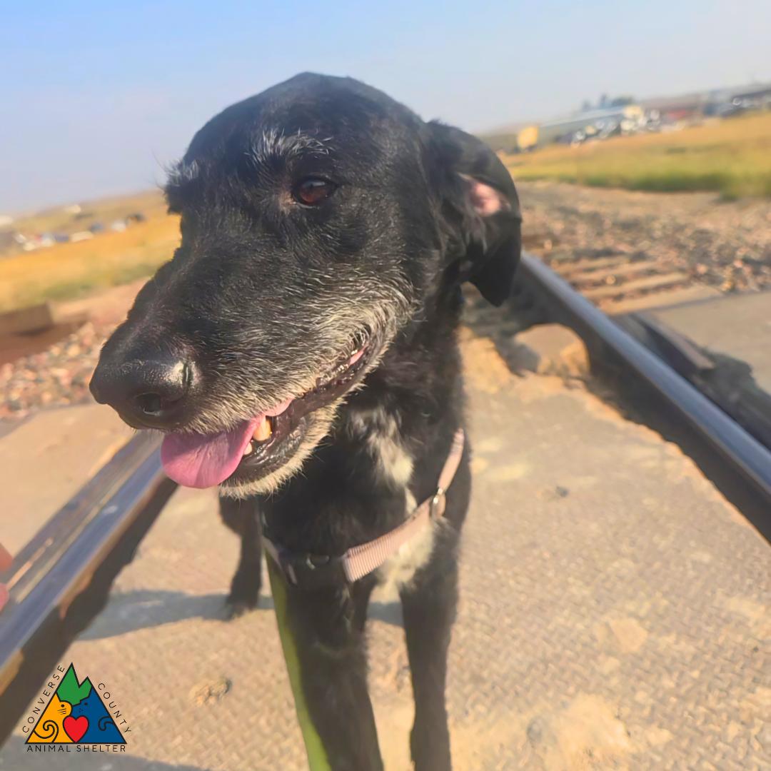 Enlarge Gir, a ADOPTABLE mixed breed in Douglas, WY image 1/5