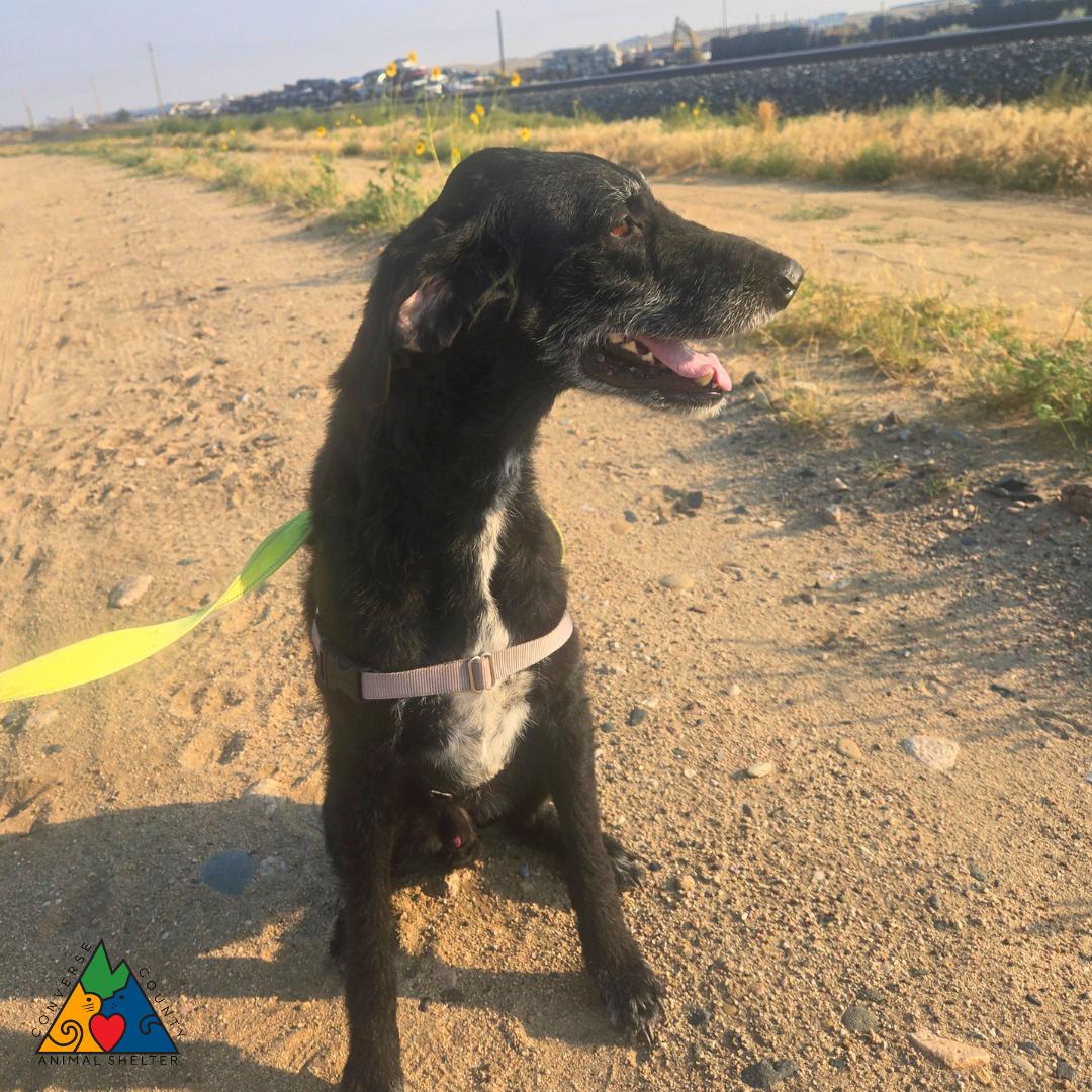 Enlarge Gir, a ADOPTABLE mixed breed in Douglas, WY image 3/5