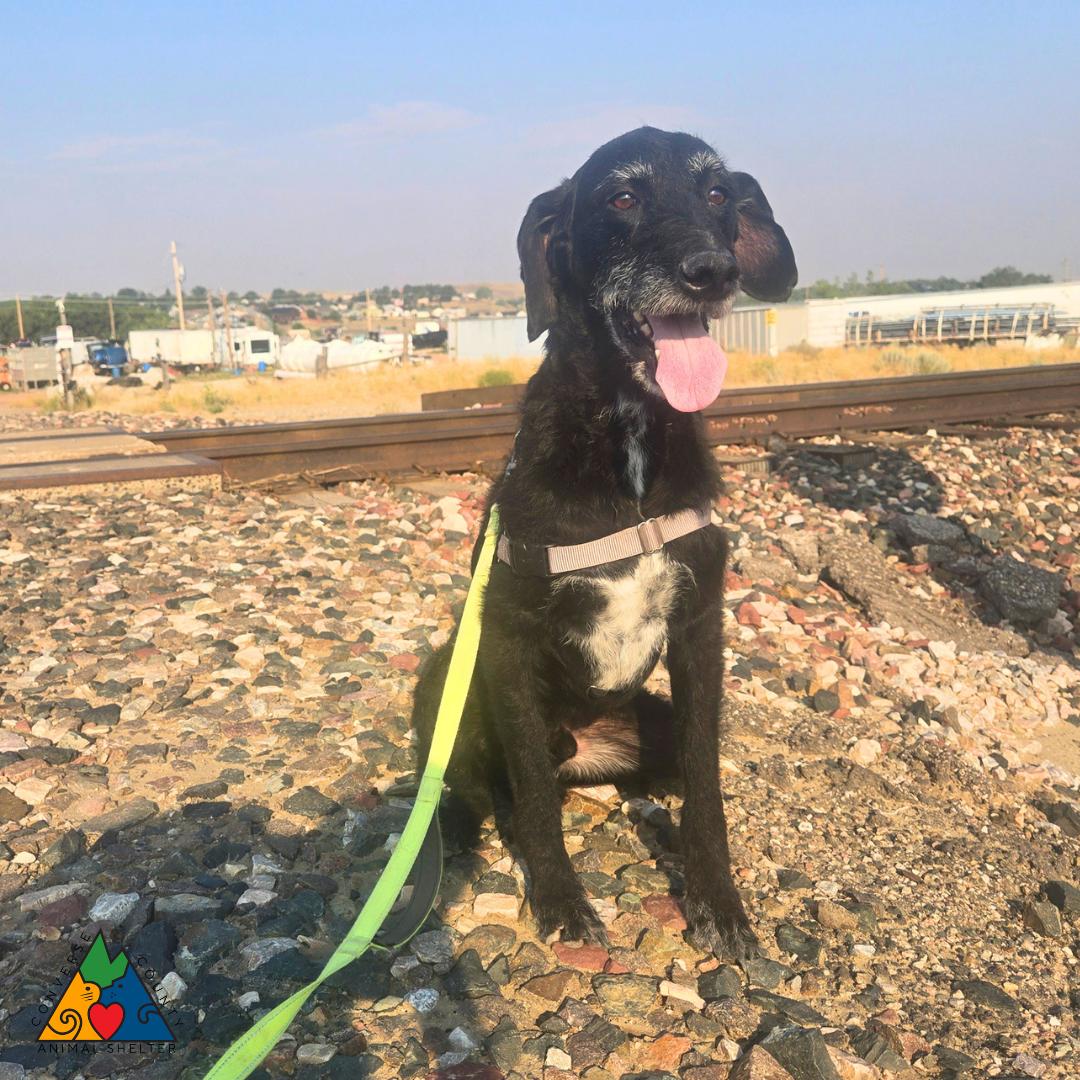 Enlarge Gir, a ADOPTABLE mixed breed in Douglas, WY image 4/5