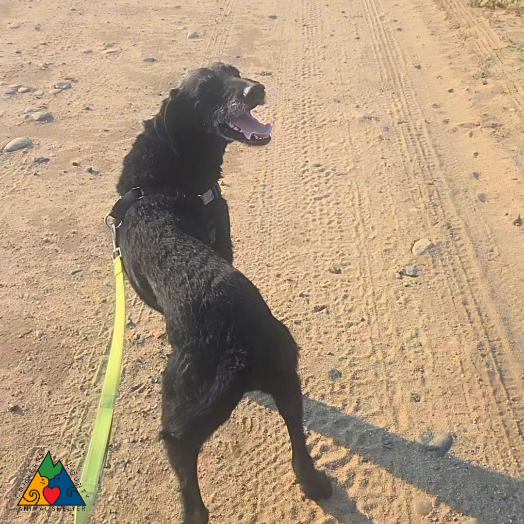 Enlarge Gir, a ADOPTABLE mixed breed in Douglas, WY image 5/5