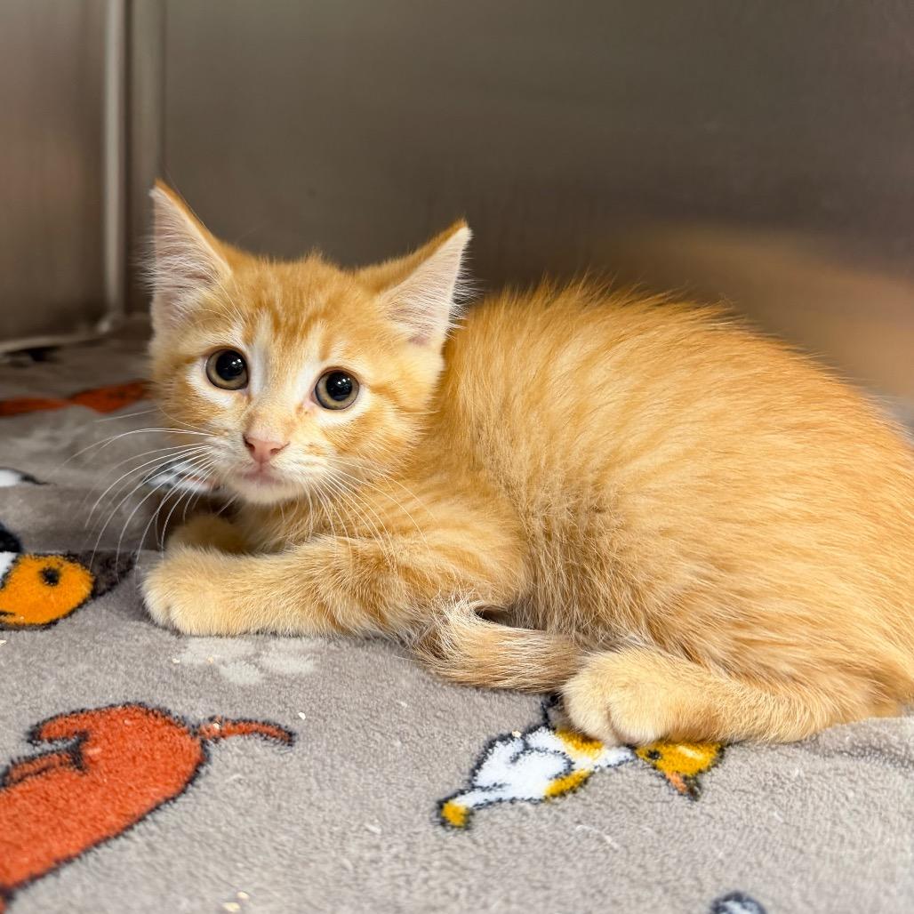 Ruby, a Adoptable Domestic Short Hair in Bryan, TX image 1/4