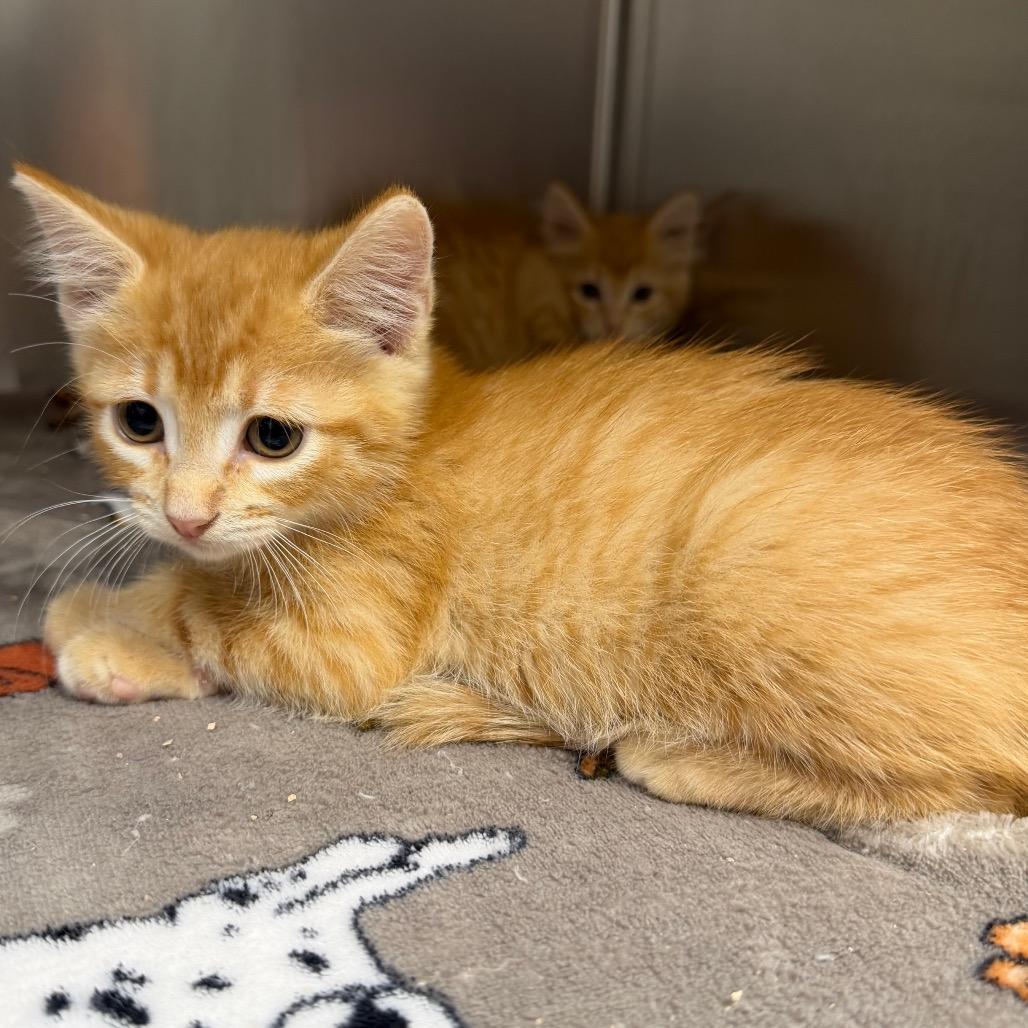 Ruby, a Adoptable Domestic Short Hair in Bryan, TX image 2/4