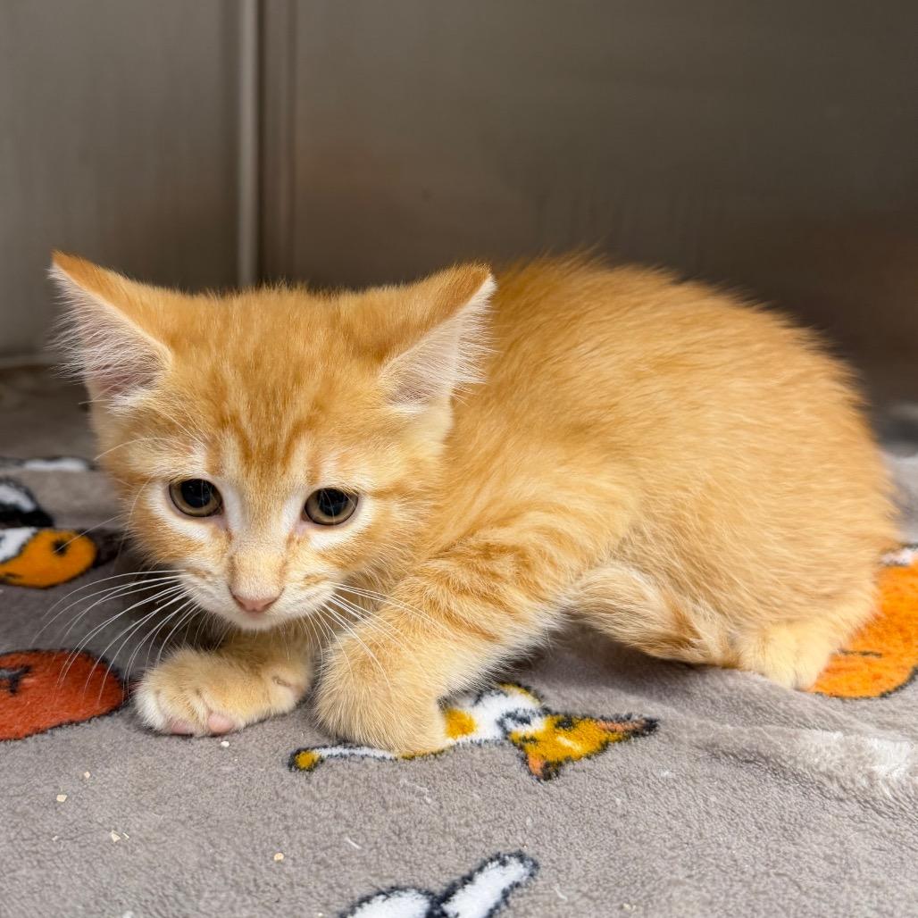 Ruby, a Adoptable Domestic Short Hair in Bryan, TX image 3/4