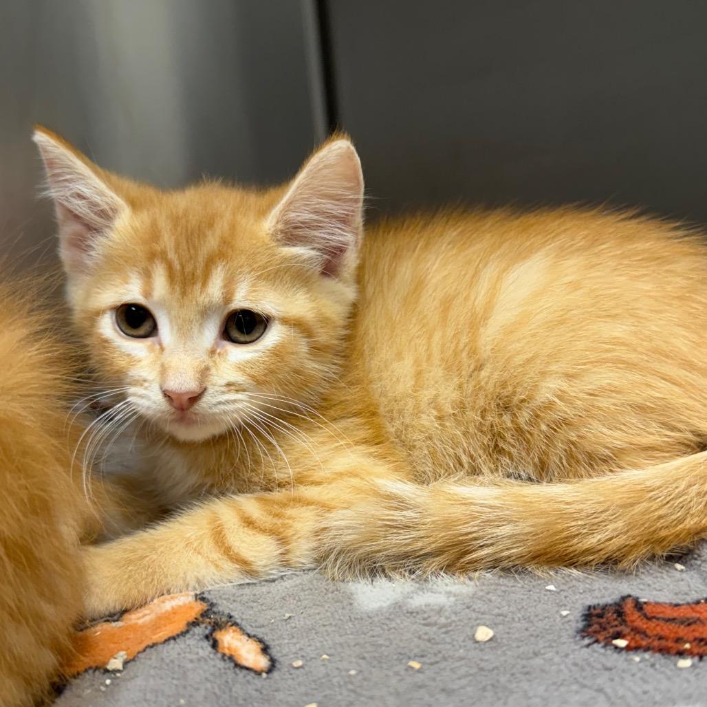Ruby, a Adoptable Domestic Short Hair in Bryan, TX image 4/4