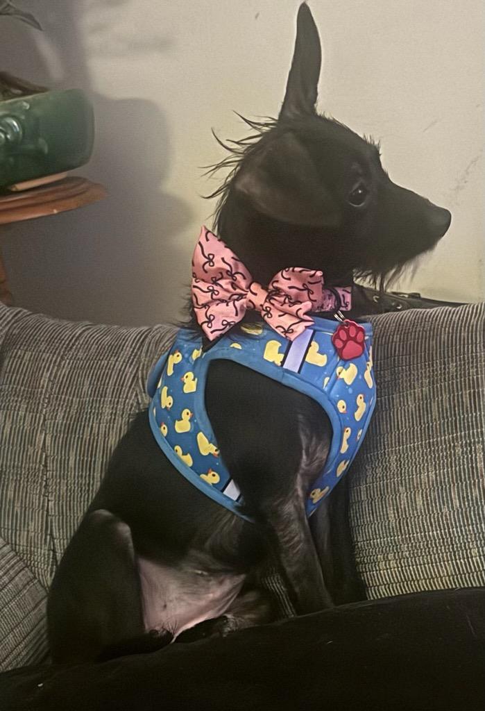 Pshghetti / Tik tok, a Adoptable Chihuahua in West Valley, UT image 3/3