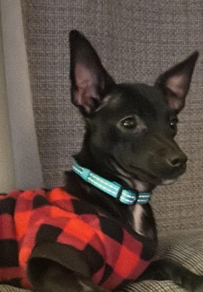 Pshghetti / Tik tok, Adoptable, Young Male Chihuahua.