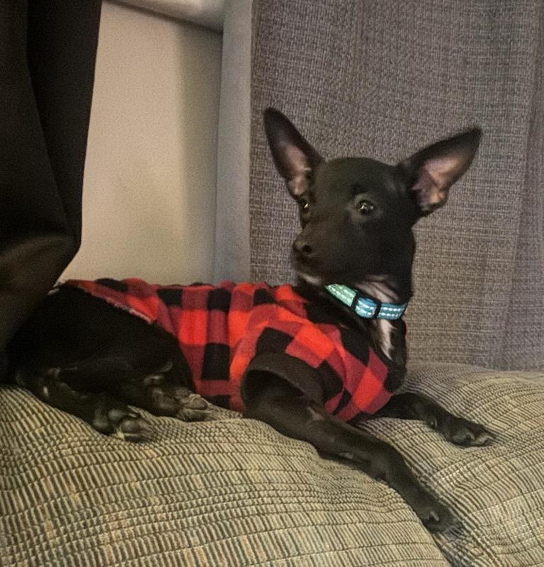 Pshghetti / Tik tok, a Adoptable Chihuahua in West Valley, UT image 2/3