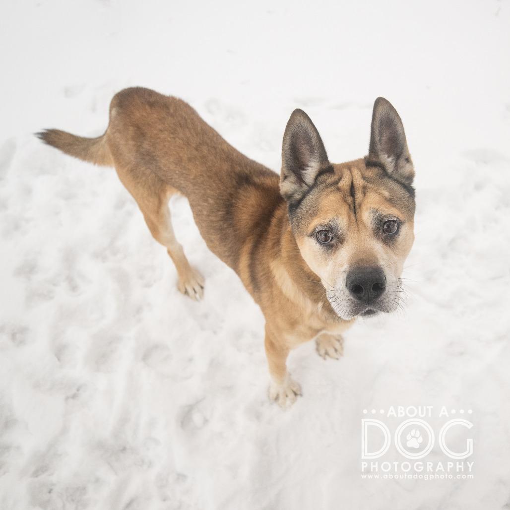 Zeus, Adoptable, Senior Male Husky & Pit Bull Terrier.