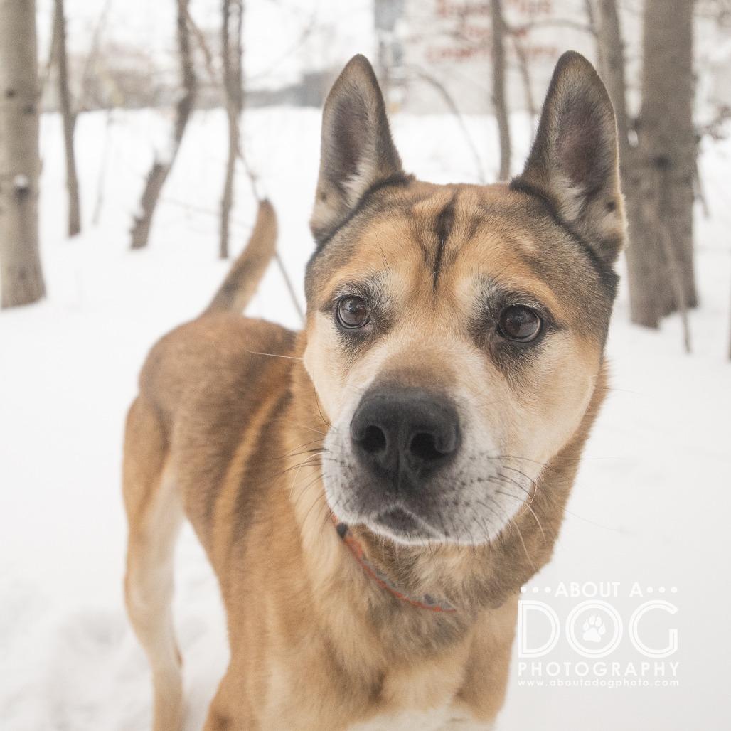 Enlarge Zeus, a Adoptable mixed breed in Saint Cloud, MN image 2/3