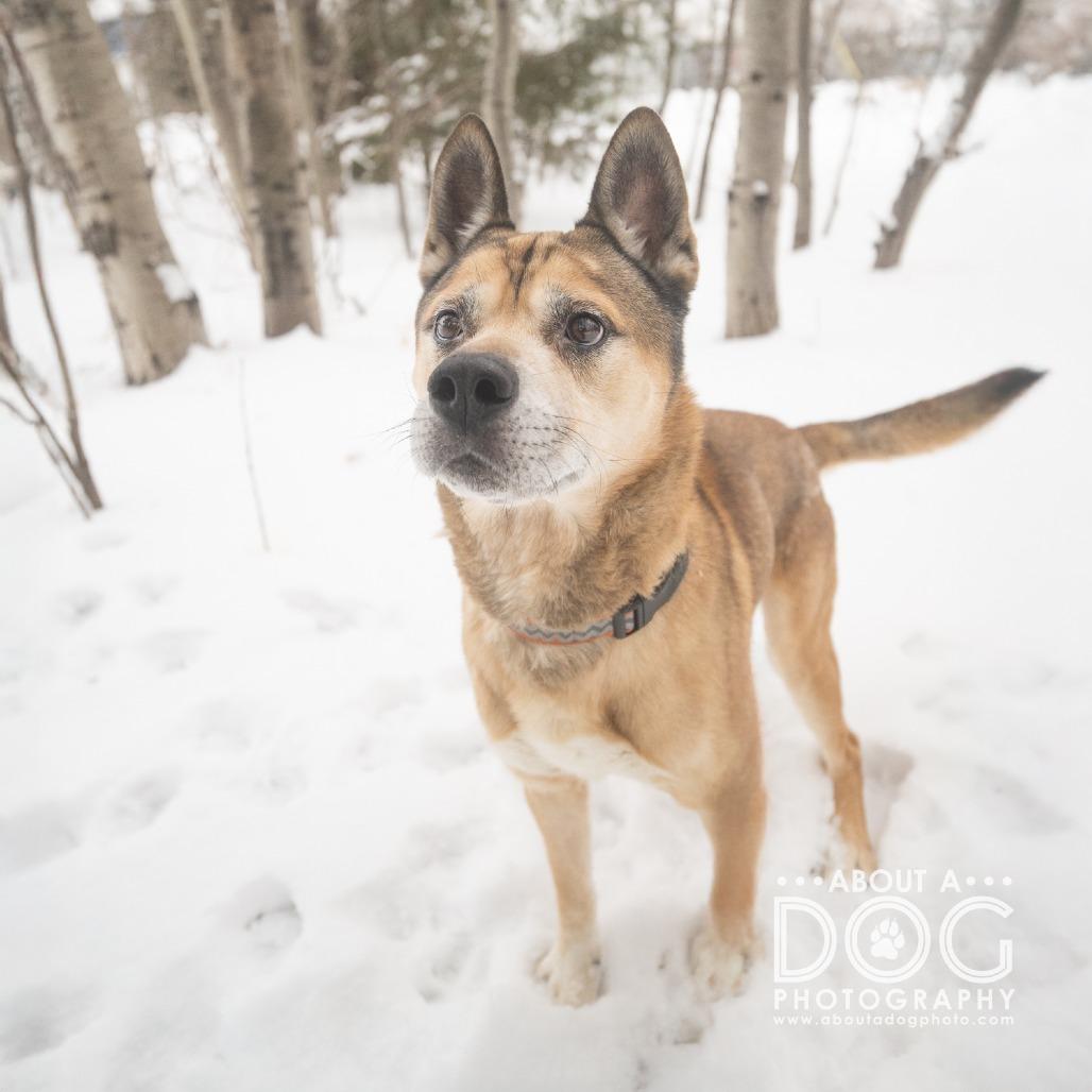 Enlarge Zeus, a Adoptable mixed breed in Saint Cloud, MN image 3/3