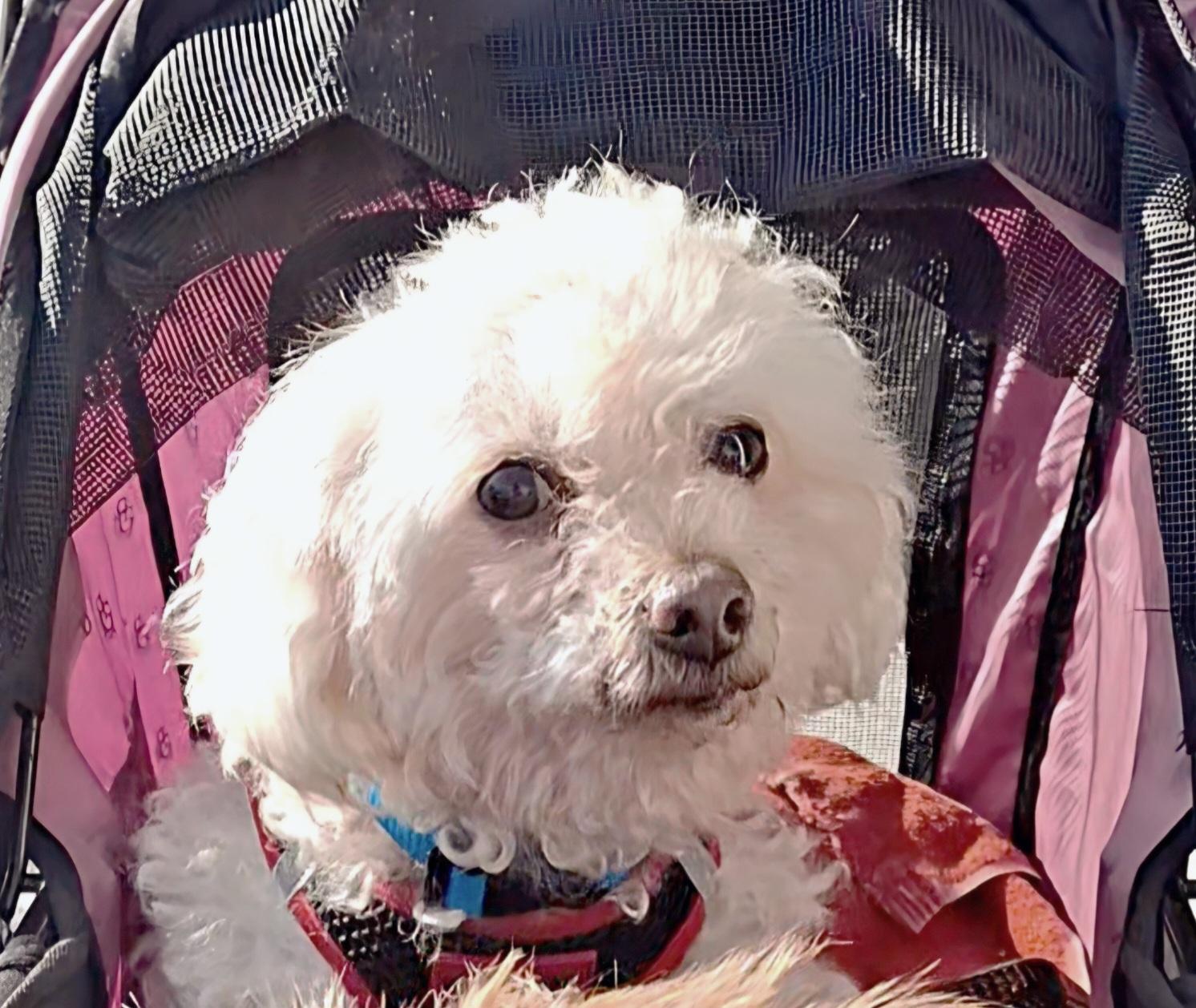 Baby, adopted, Senior Female Miniature Poodle.