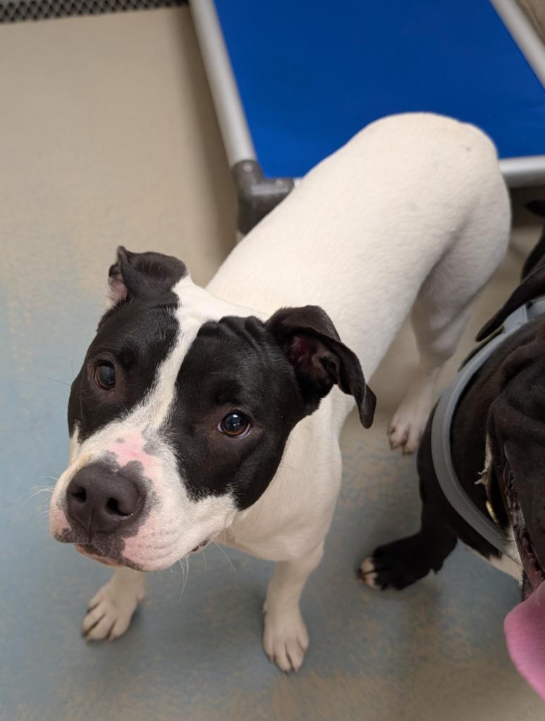 Luna, Adoptable, Puppy Female Pit Bull Terrier.