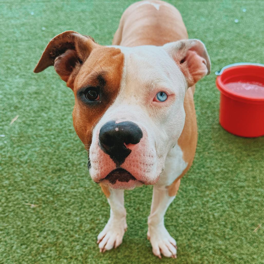 Enlarge Appletater, an adoptable mixed breed in Hays, KS image 3/3