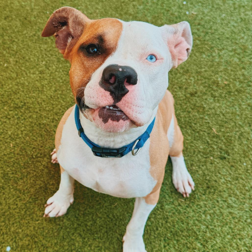 Appletater, adoptable, Adult Male Pit Bull Terrier.