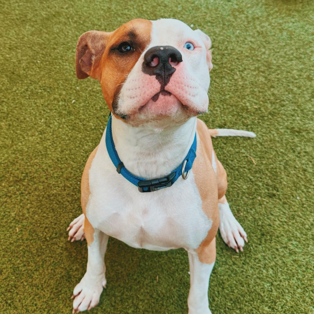 Enlarge Appletater, an adoptable mixed breed in Hays, KS image 2/3