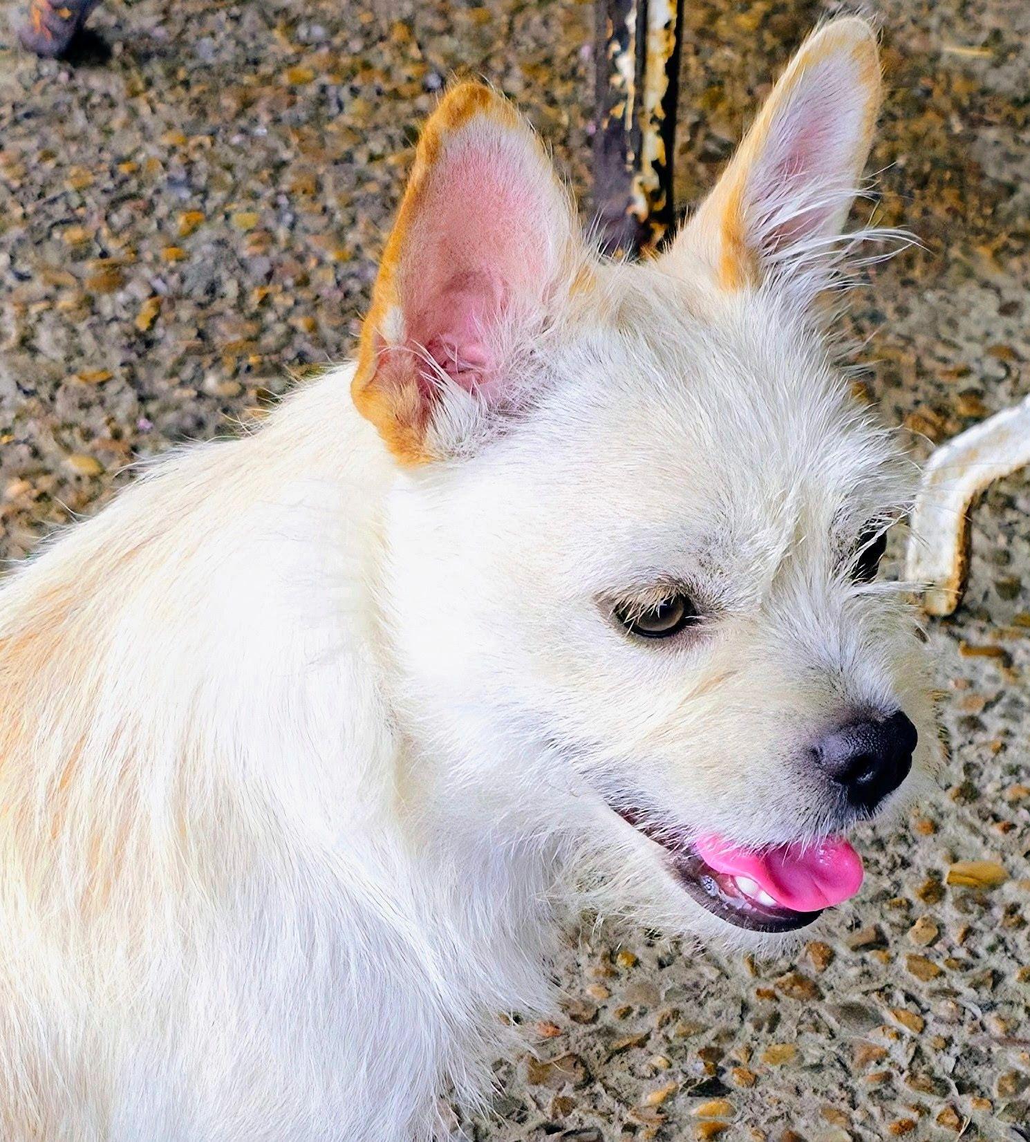 Enlarge Belle, a ADOPTABLE mixed breed in Deer Park, TX image 1/1