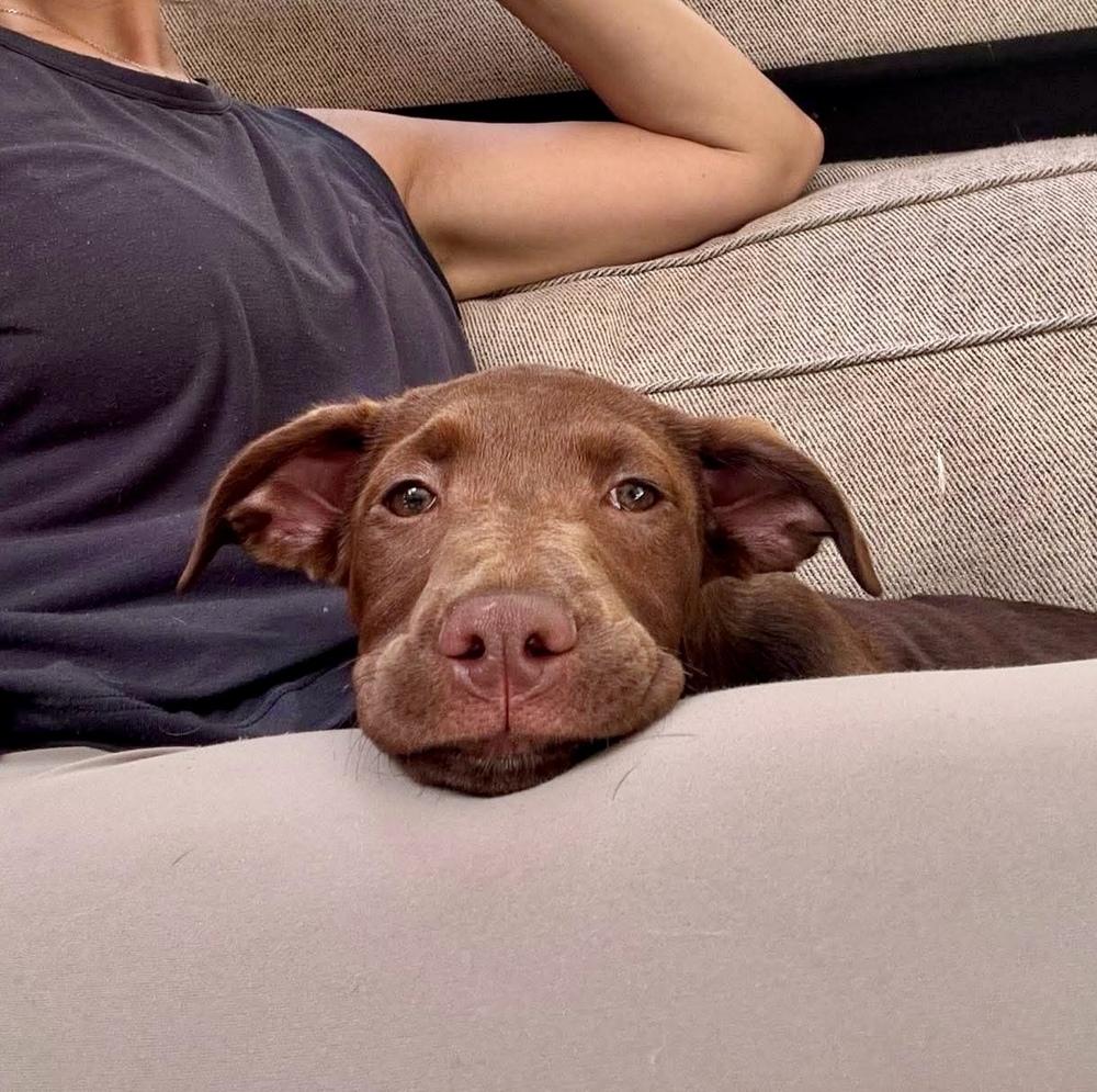 Kennedy, Adoptable, Puppy Female Labrador Retriever & Mixed Breed.