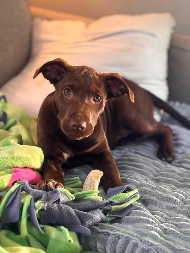 Enlarge Kennedy, a Adoptable mixed breed in Valley Stream, NY image 2/6