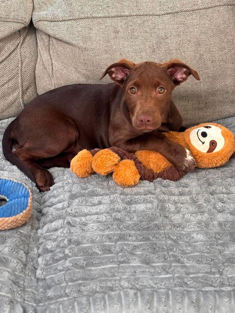 Enlarge Kennedy, a Adoptable mixed breed in Valley Stream, NY image 4/6